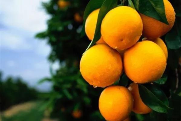 邵阳脐橙采摘时间是多久？在几月份