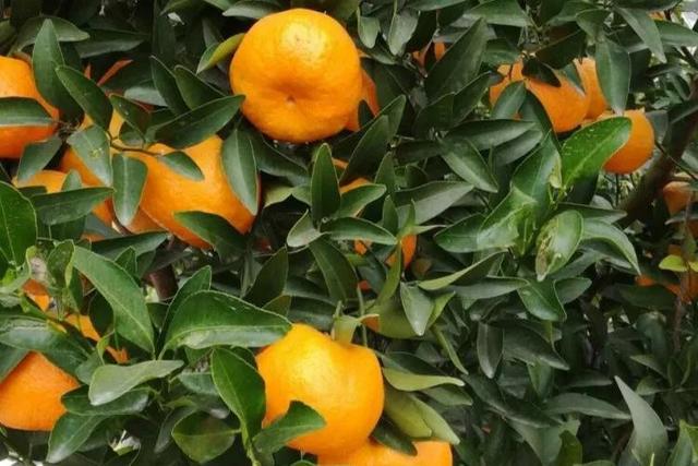 全国哪的橙子最好吃？经过筛选，这11个地方脱颖而出，有你家乡吗