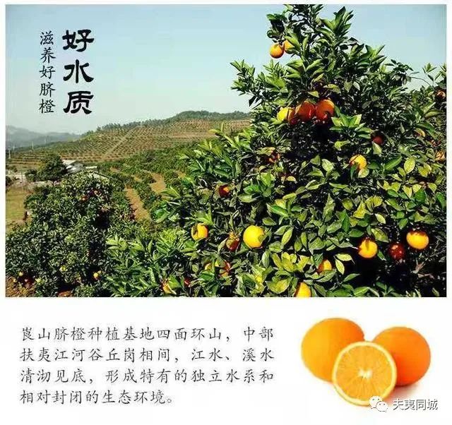 湖南新宁最好吃的脐橙！崀山脐橙5A级原生态脐橙