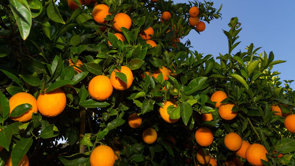 崀山脐橙上市时间，2021年脐橙上市季节，第一时间尝鲜！