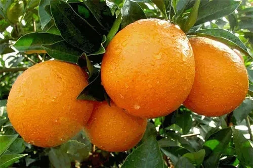 崀山脐橙上市时间，2021年脐橙上市季节，第一时间尝鲜！
