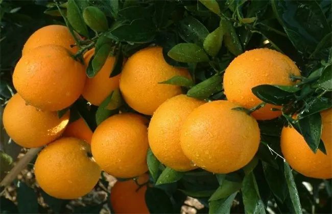 橙子种类,橙子种类及图片介绍