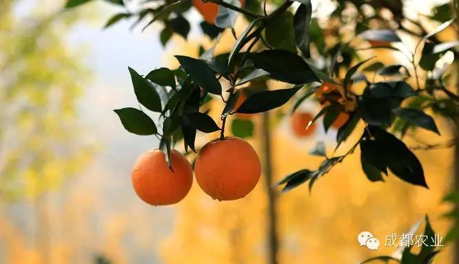【组图】当脐橙遇见银杏，邂逅不一样的美
