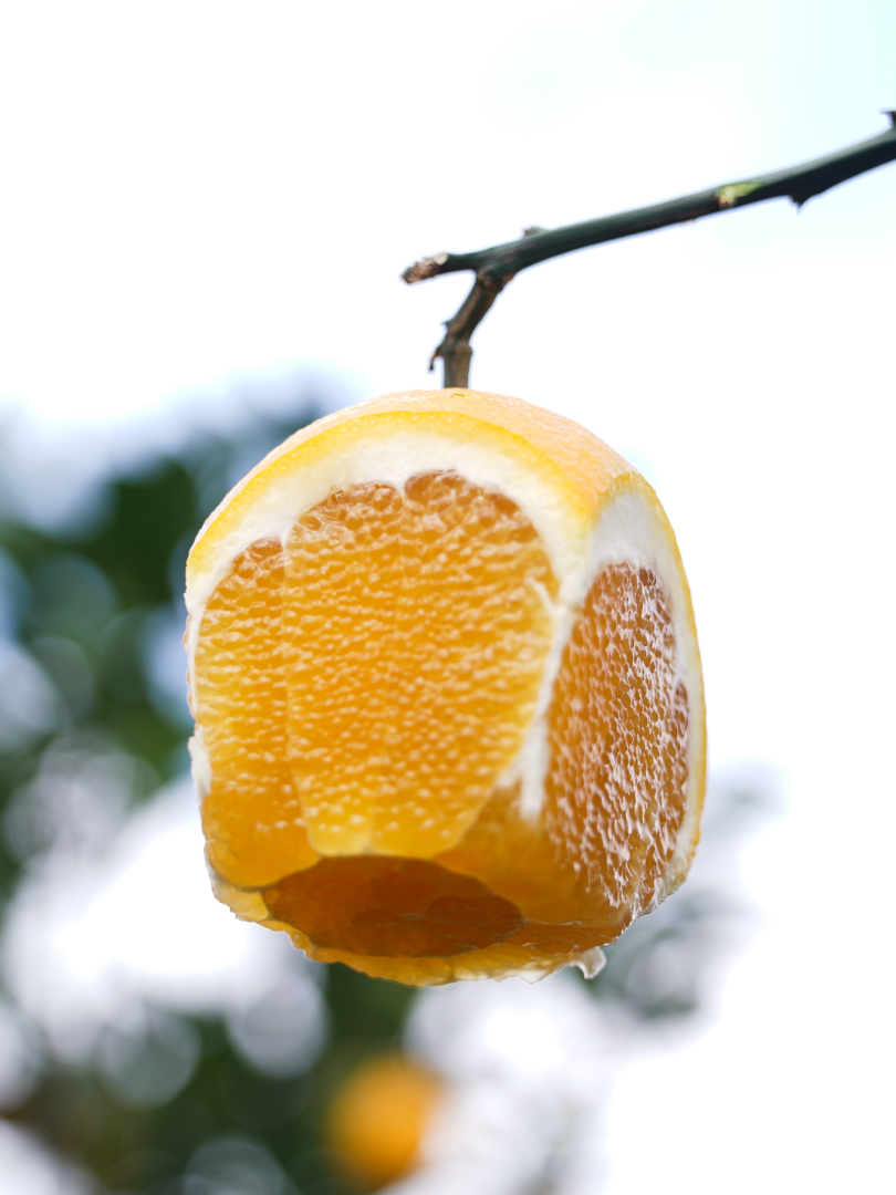 今年的赣南脐橙，甜到令人弯起嘴偷笑！