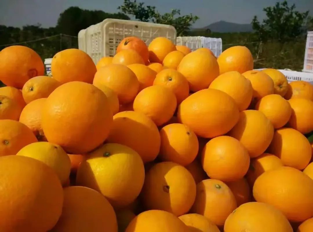 赣南脐橙即将开售，它的美誉及功效俱佳