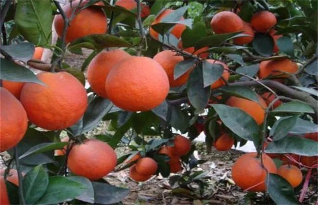 橙子种类,橙子种类及图片介绍