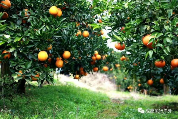 【阳光脐橙】12.18号徒步脐橙第一乡吃果果