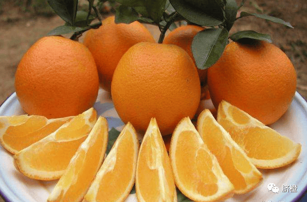 赣南脐橙哪里的最正宗，脐橙的功效与作用有哪些，什么时候采摘？