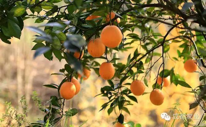 【组图】当脐橙遇见银杏，邂逅不一样的美