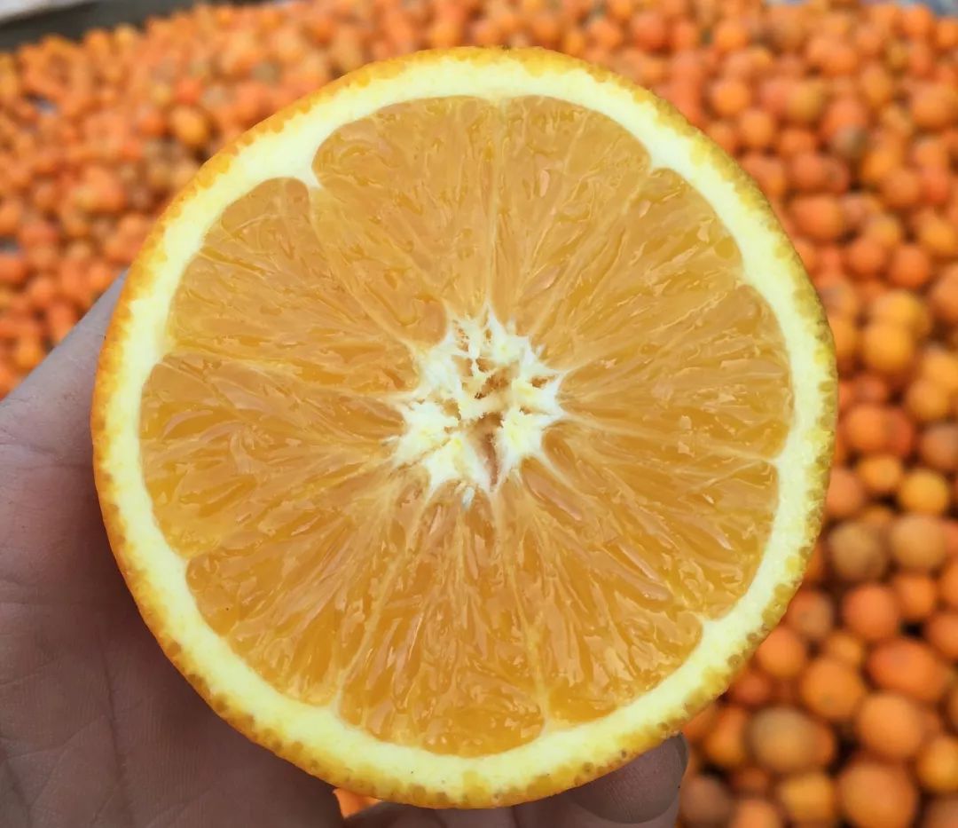 赣南脐橙新鲜上架，每年都要尝个鲜！