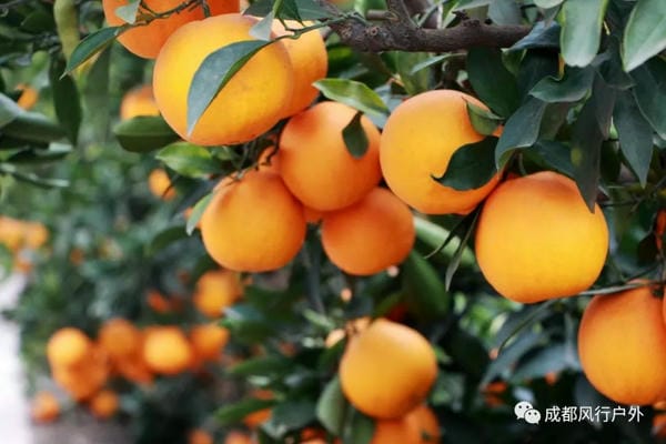 【阳光脐橙】12.18号徒步脐橙第一乡吃果果