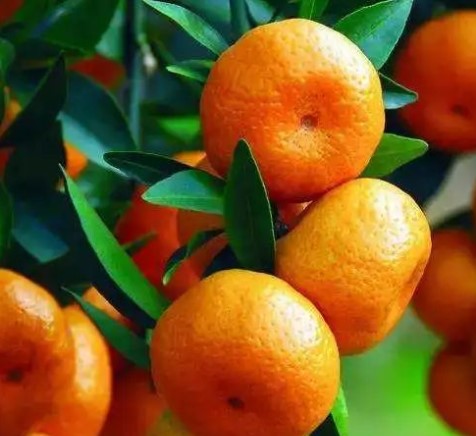 橙子和橘子有什么区别？