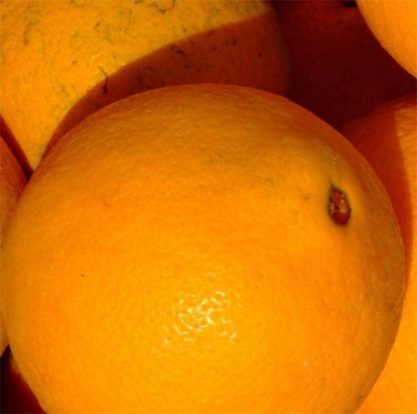吃脐橙的好处 解酒排毒抗辐射