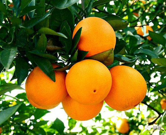 赣南脐橙哪里的最正宗，脐橙的功效与作用有哪些，什么时候采摘？
