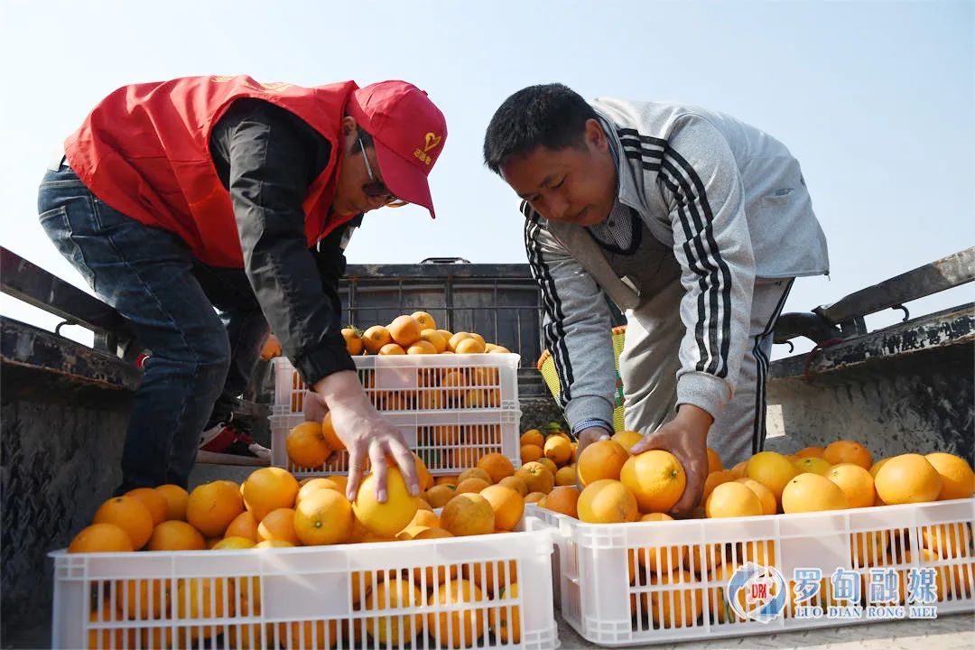 罗甸：3万亩脐橙丰收 为群众再增“甜蜜”指数