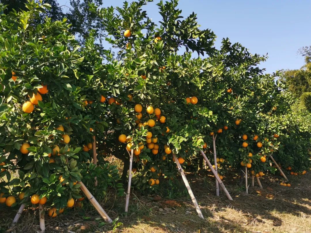 距赣州城区10公里，这家果园脐橙很甜、水很足，这周末开放采摘！
