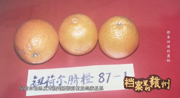 你还记得，你吃的第一个赣南脐橙吗？