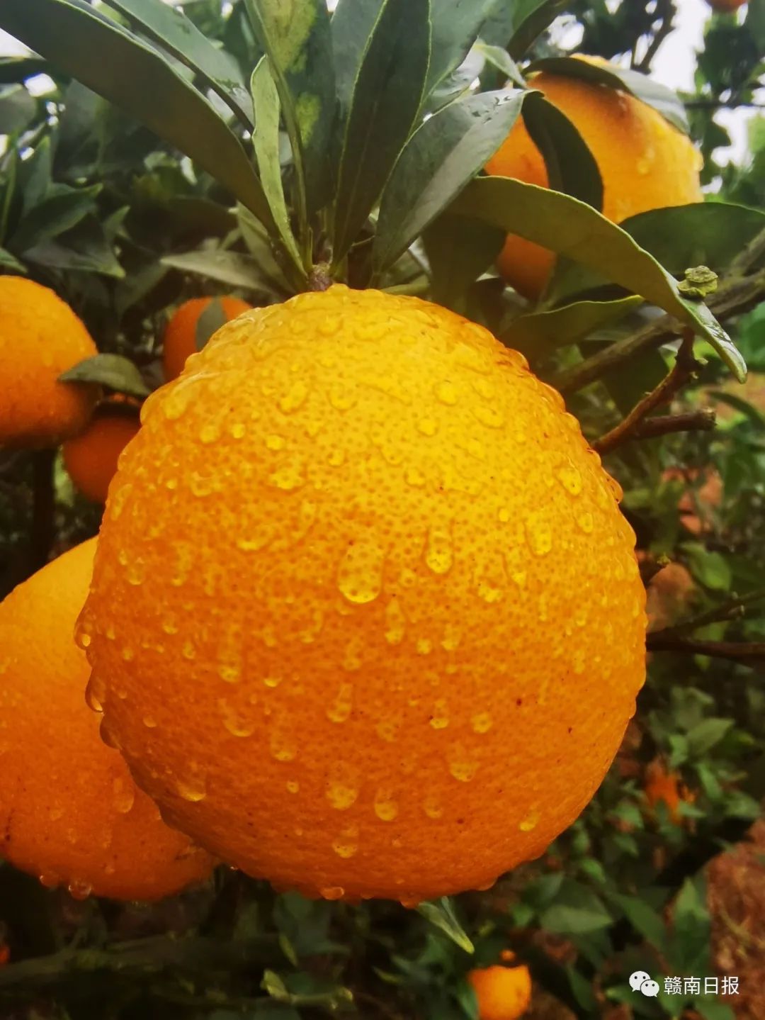 赣南脐橙今天开园采摘！