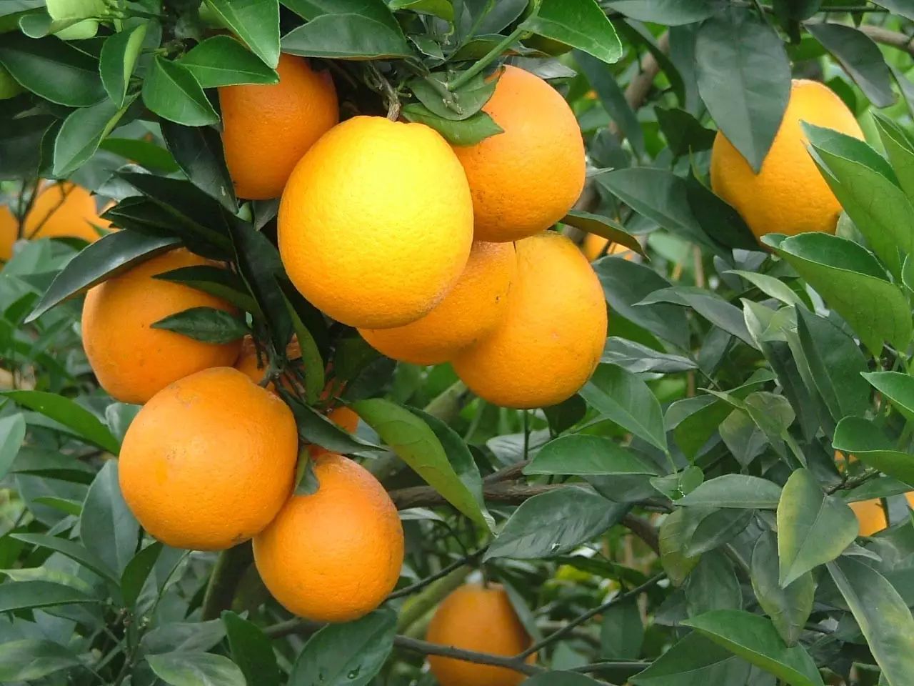 脐橙的功效与作用，如何挑选好吃的脐橙