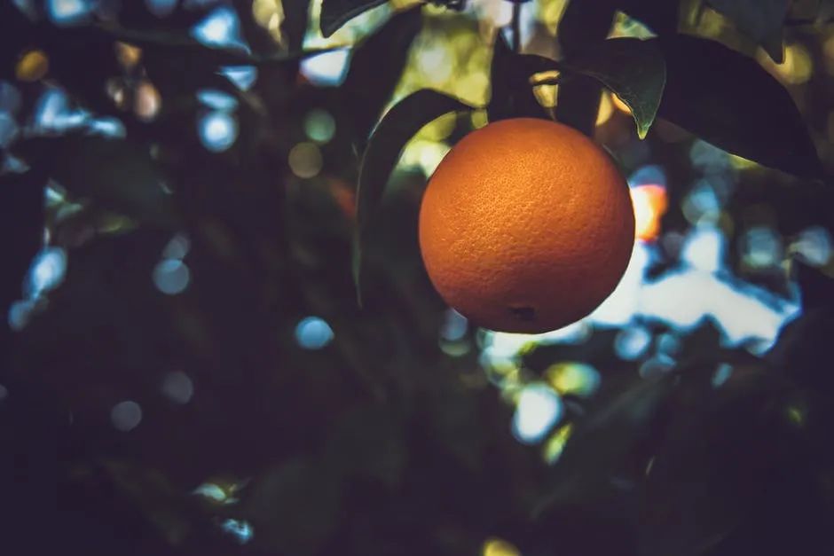 脐橙跟普通的橙子有什么区别？多吃脐橙的6个好处你知道吗