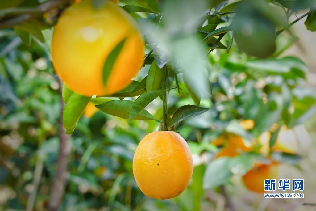 组图丨福建南安：脐橙丰收果农乐