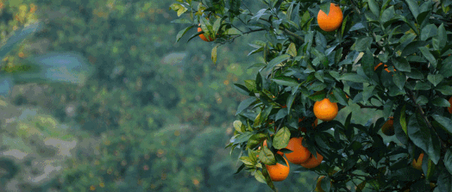 你还记得，你吃的第一个赣南脐橙吗？