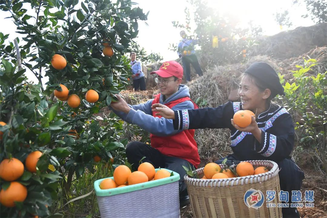 罗甸：3万亩脐橙丰收 为群众再增“甜蜜”指数
