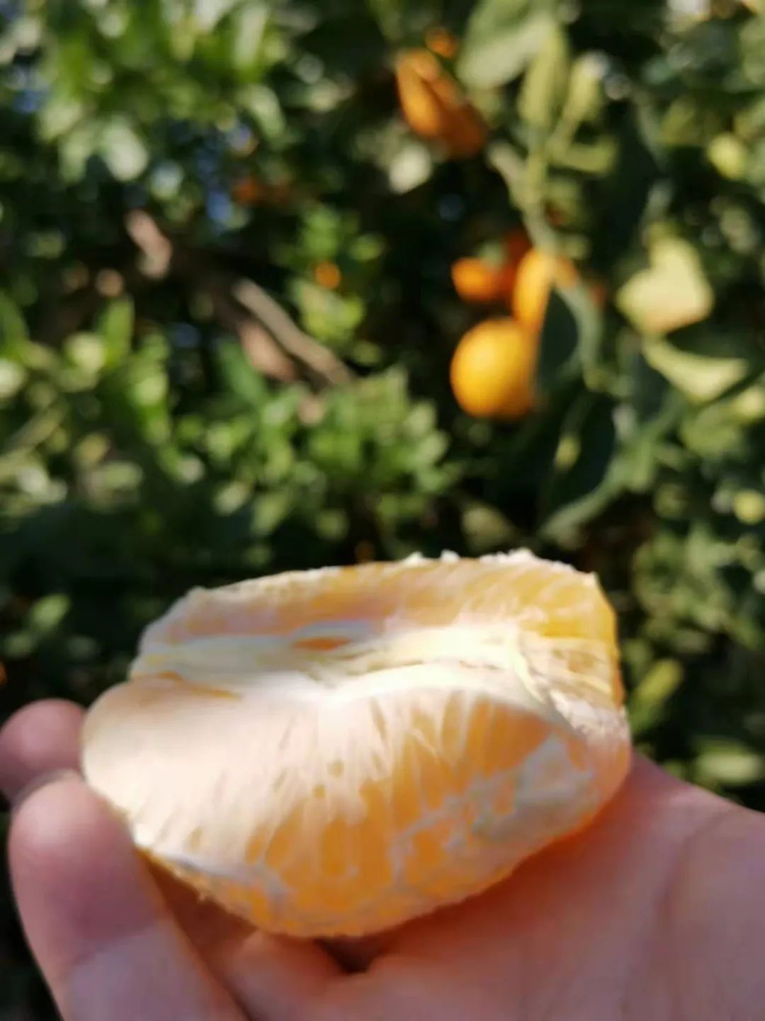 距赣州城区10公里，这家果园脐橙很甜、水很足，这周末开放采摘！