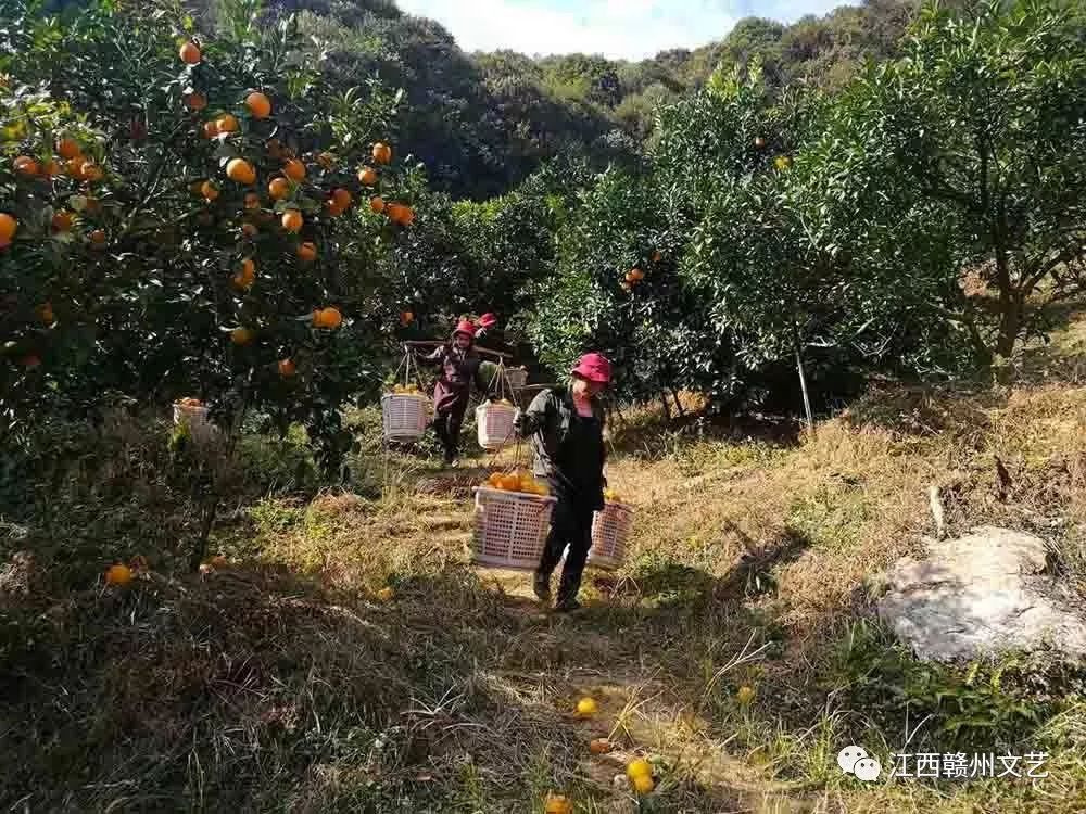 【图片故事】江西安远：脐橙采摘季