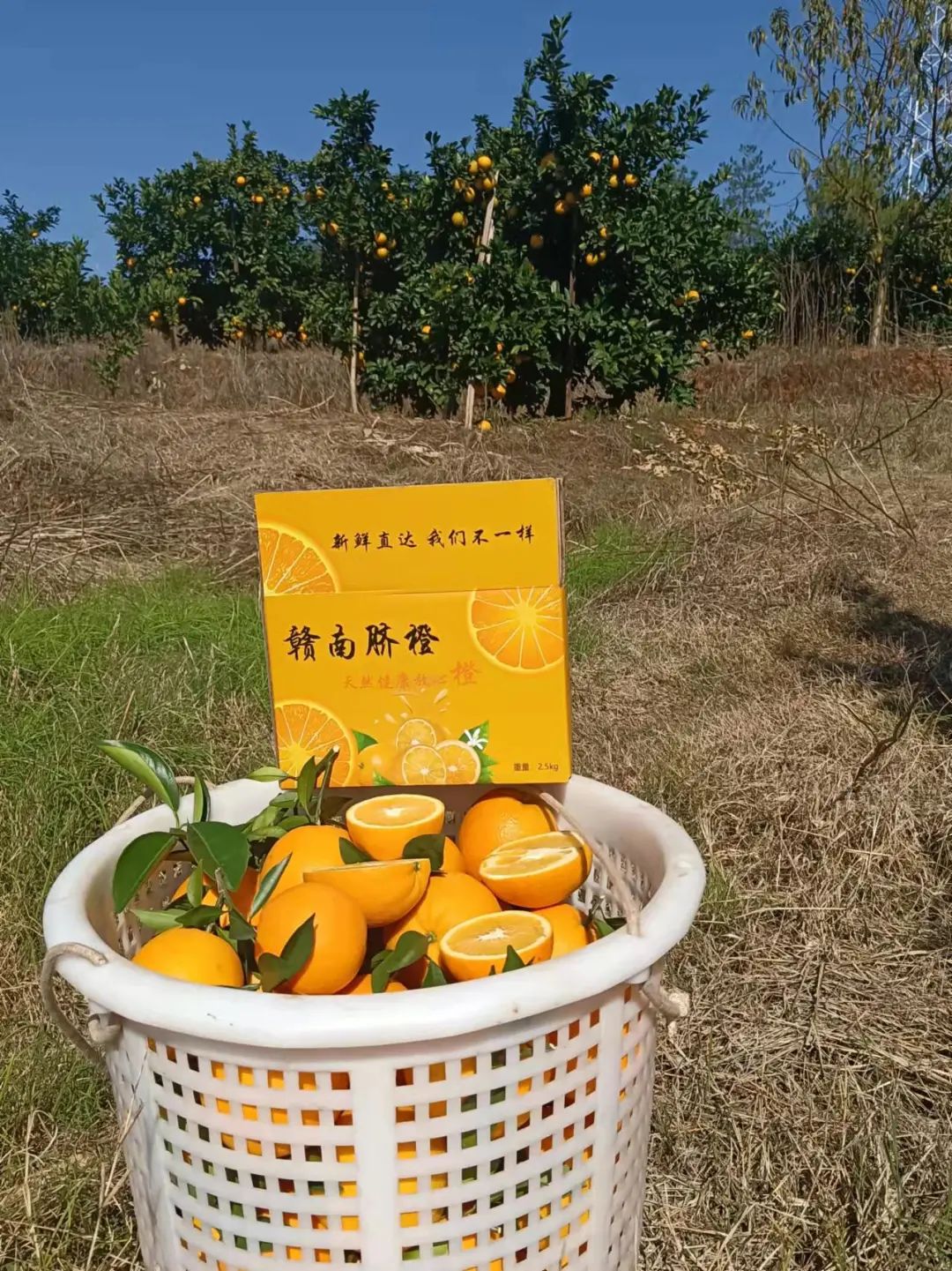 甜到爆汁！很多惠州人爱吃的赣南脐橙一箱29.9元起
