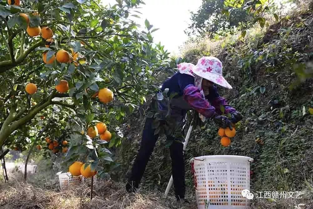 【图片故事】江西安远：脐橙采摘季