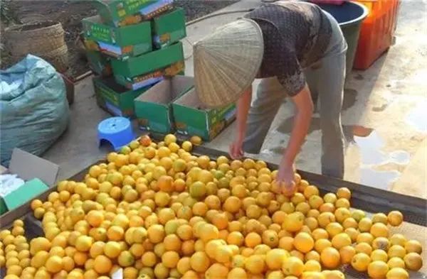 海南澄迈福橙多少钱一斤？