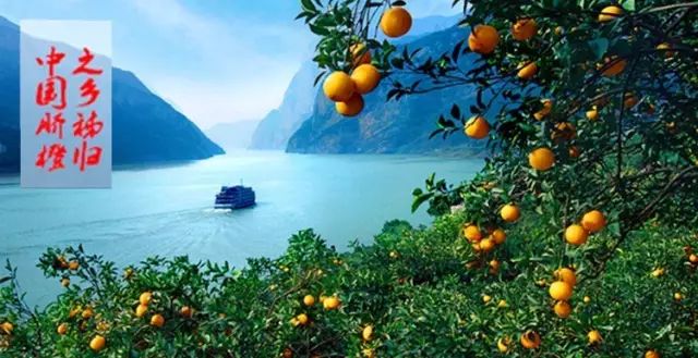 精准扶贫走进中国脐橙之乡秭归，春暖花开秭归脐橙“橙”意归来！“橙”邀吃货们品尝！
