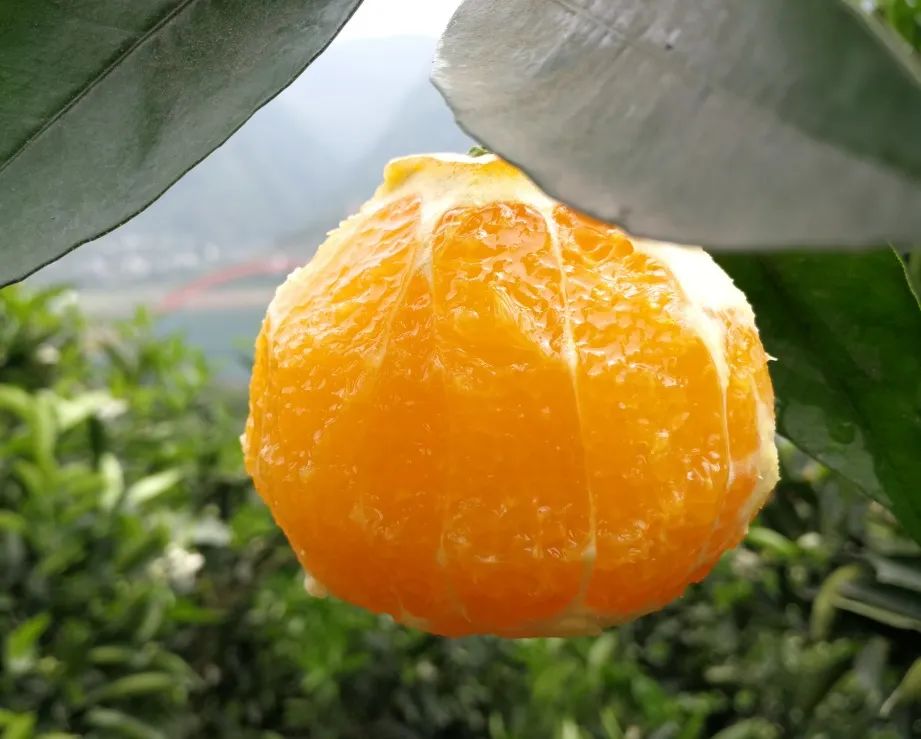 助力湖北！来自中国脐橙之乡的“橙汁炸弹”，每一口都是春天