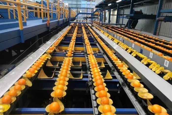 全澳告急！澳洲橙子价格暴涨30%