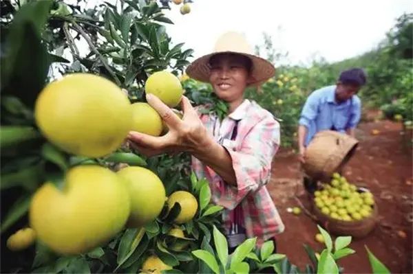 海南澄迈福橙多少钱一斤？