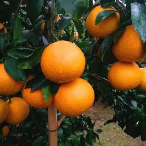 崀山脐橙的栽培技术，应当注意哪些技巧？