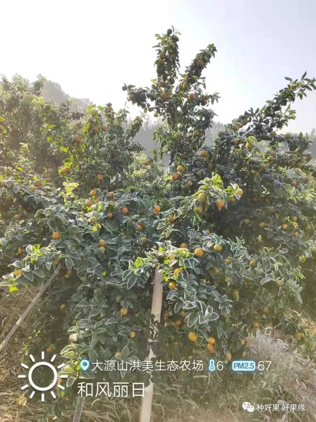 柑橘省力化低投入高品质栽培之冬季防寒防冻技术