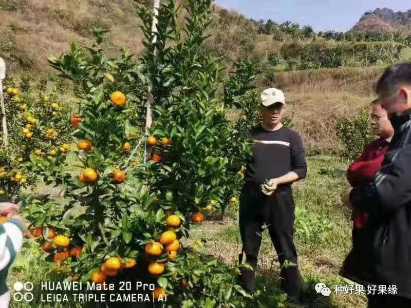 省力化栽培解决茂谷柑三大难题:太阳果、裂果和冬季落果