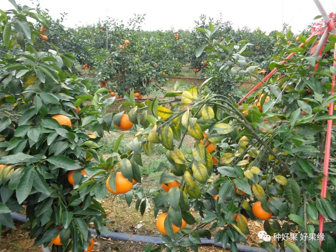 柑橘18种黄化原因及处理措施