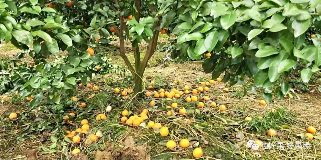 线虫的六大危害表现,您的柑橘果树有相似的吗?