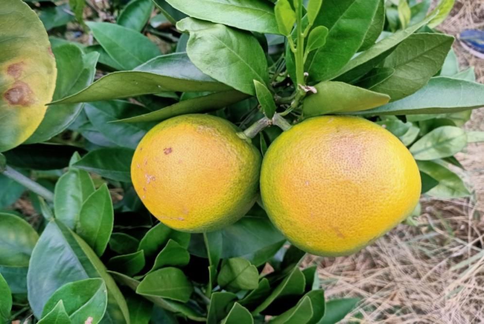 今年柑橘太阳果如此多，怎么办？