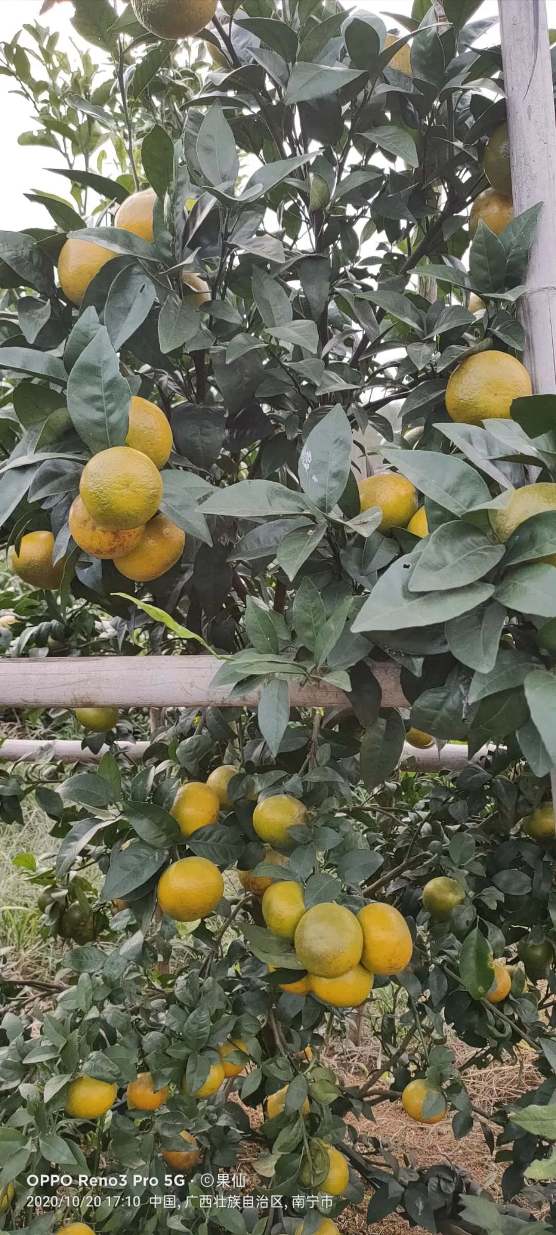 柑橘成熟期如何促进着色？