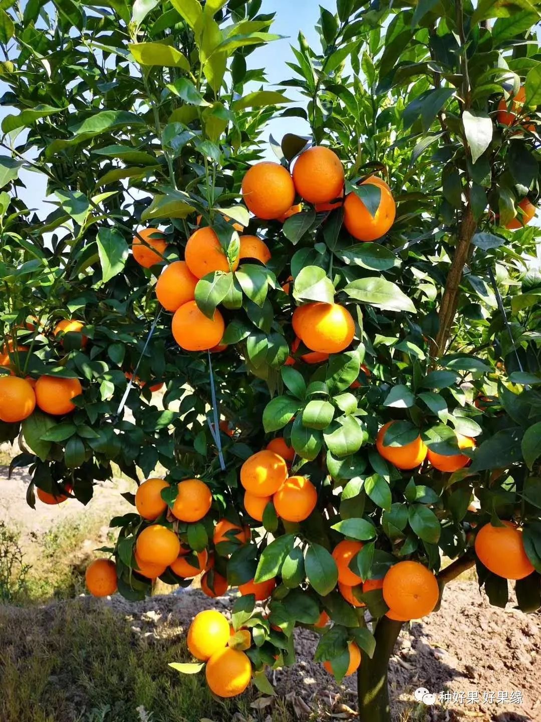 秋冬季柑橘膨果、着色、促花、防冻技术方案