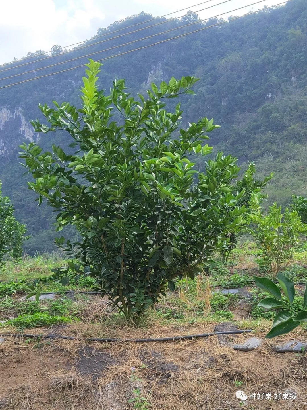 柑橘省力化低投入高品质栽培在脐橙幼树上的运用实例