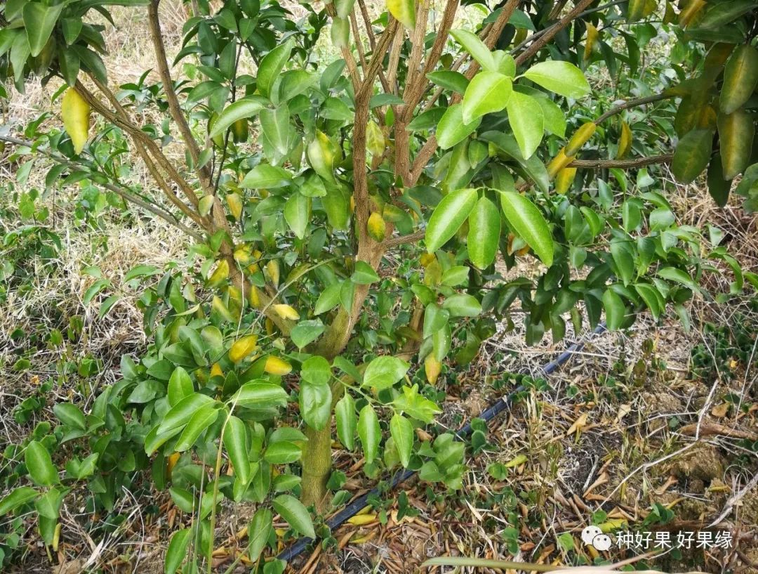 柑橘冬季异常落叶原因及处理措施