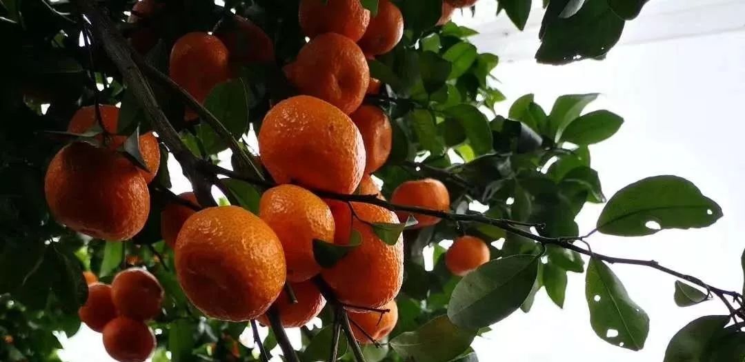 柑橘早熟增甜技术