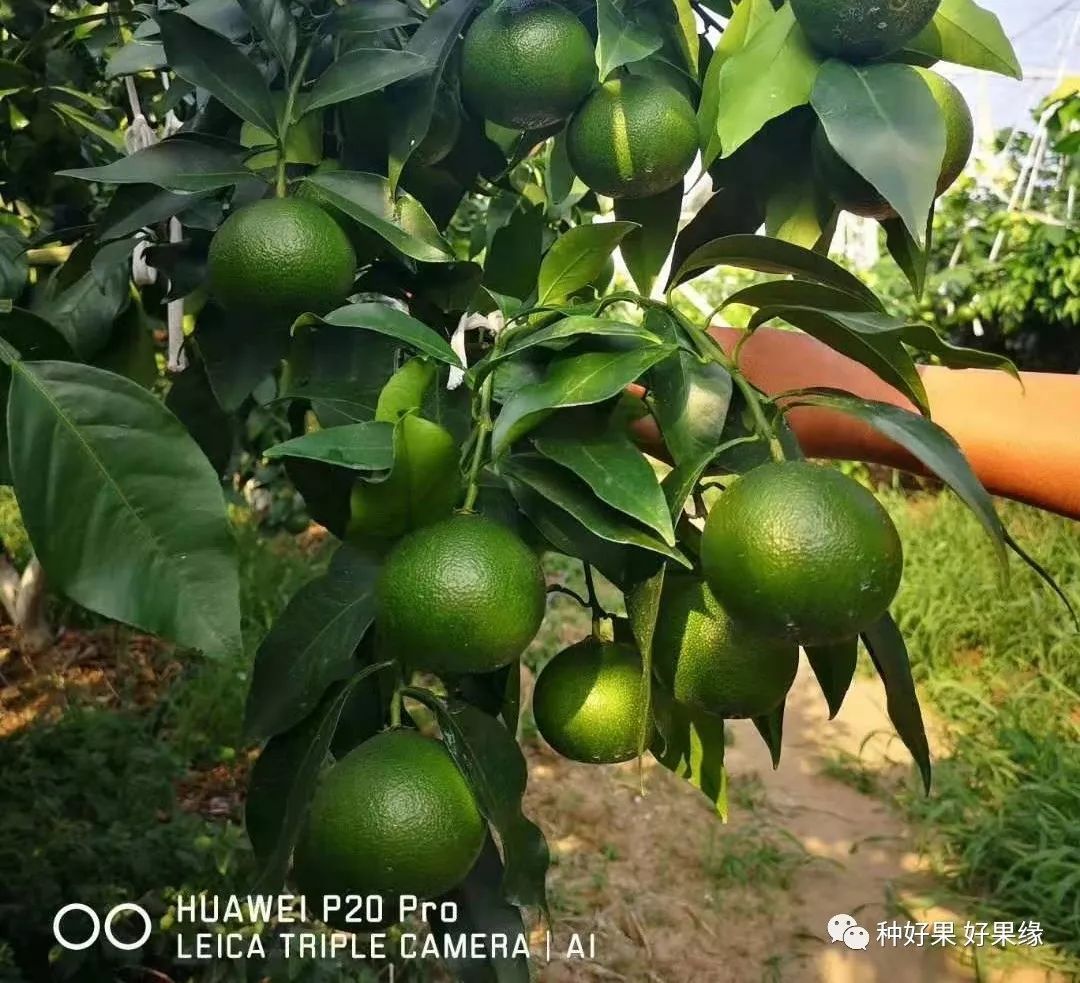 柑橘红美人:设施栽培亩产值十万元