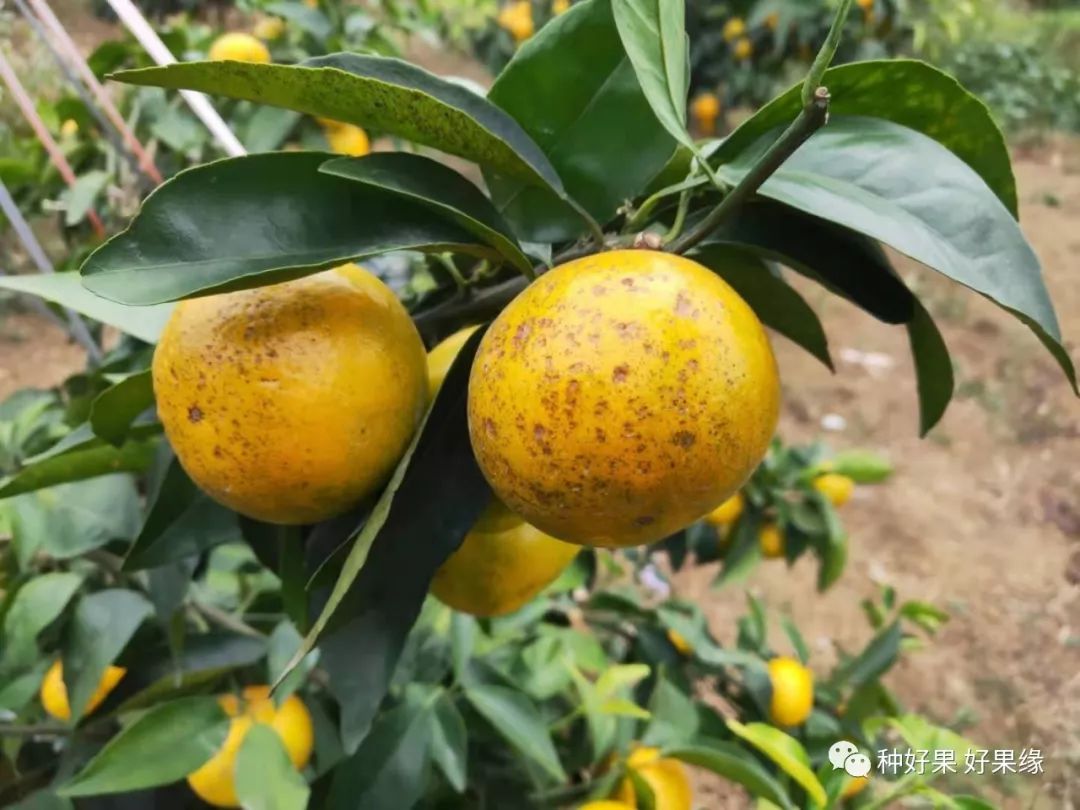 柑橘药害+肥害中毒的挽救措施