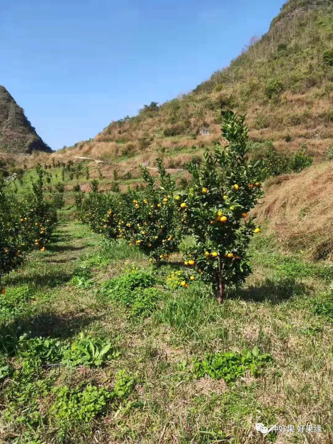 省力化栽培解决茂谷柑三大难题:太阳果、裂果和冬季落果